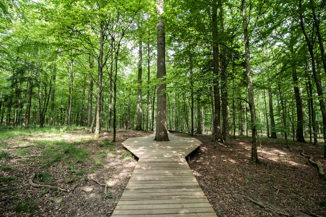 Swamp Camp Path